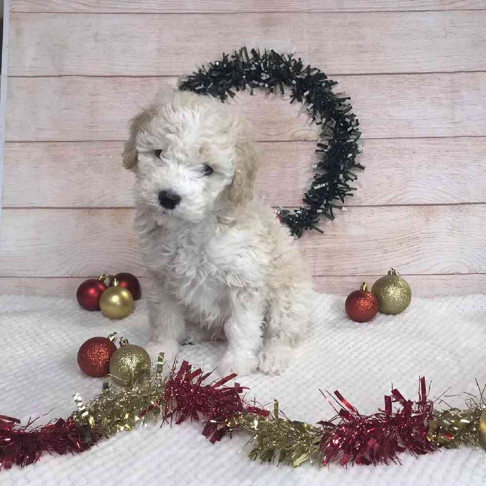 Male Old English Sheepdog/Poodle Puppy for Sale in OMAHA, NE