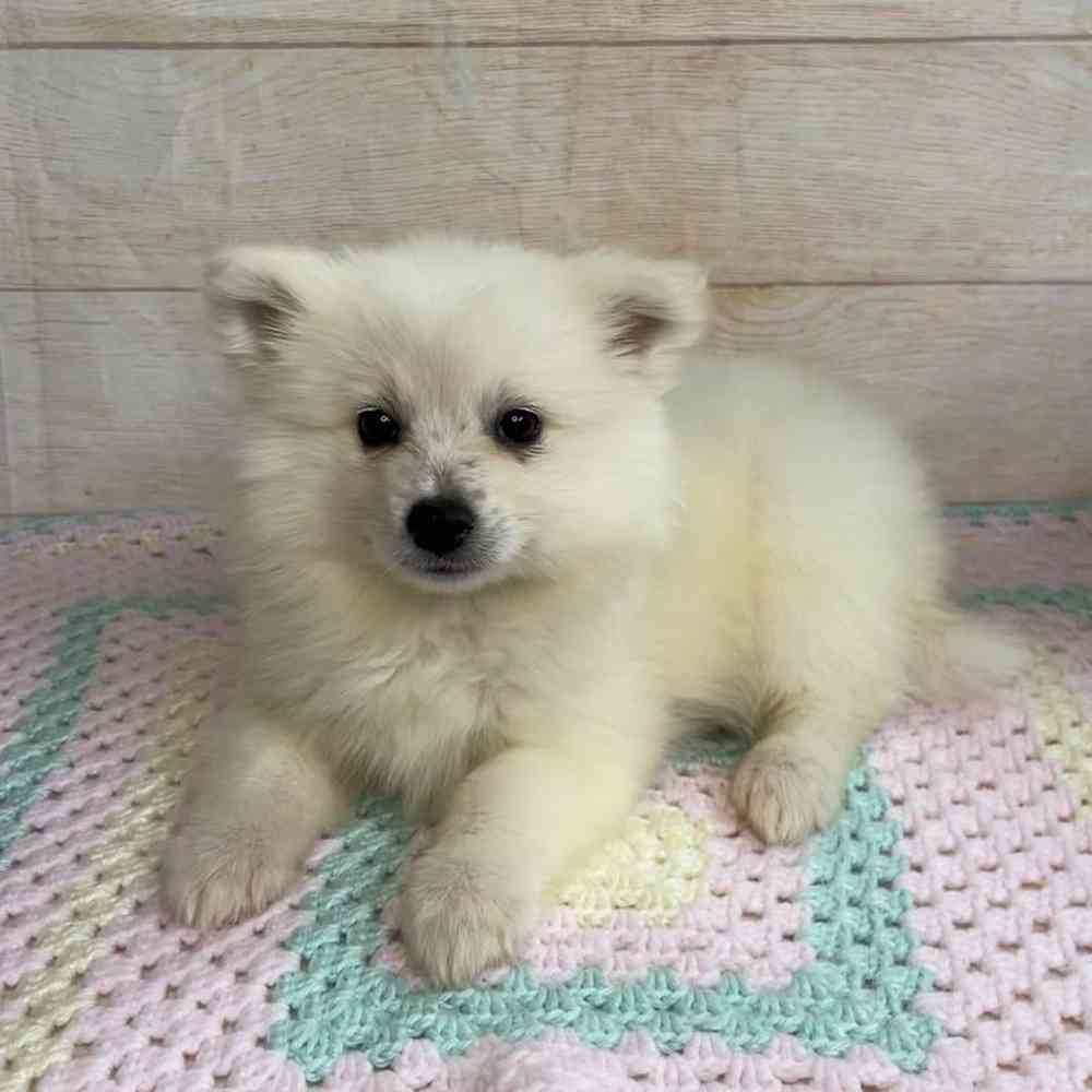 Image of a pet breed in the gallery