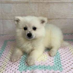 American Eskimo