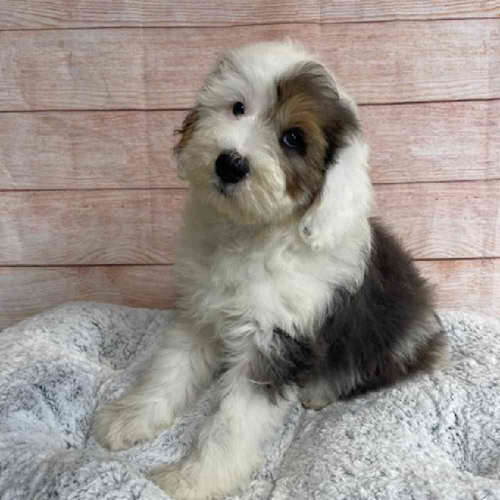 carousel pet images