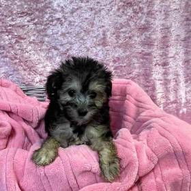 Silky Terrier/Poodle
