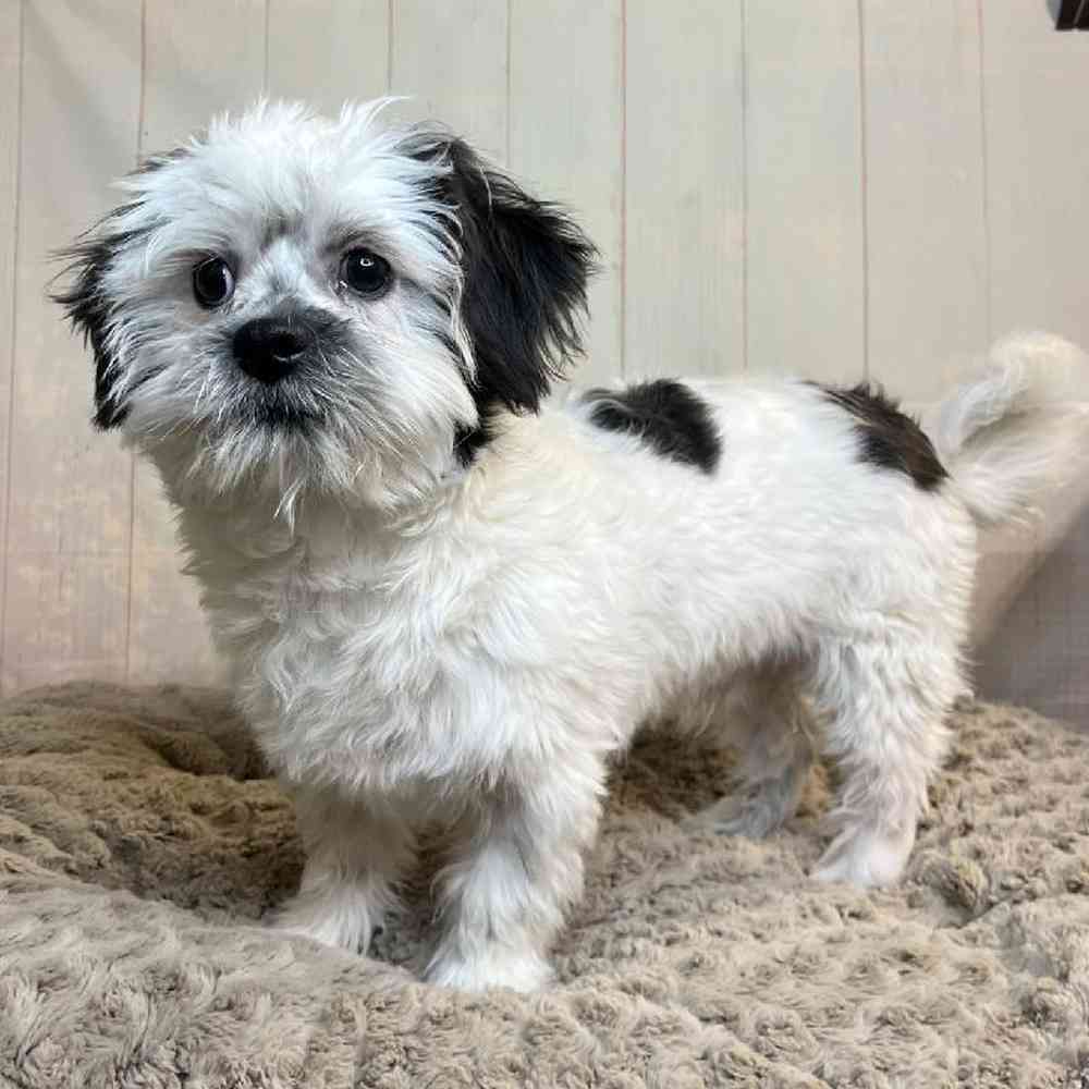 carousel pet images