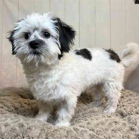 Shih Tzu/Pekingese