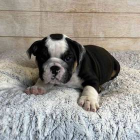 Bulldog