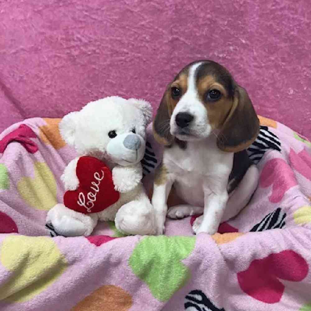 Female Beagle Puppy for Sale in OMAHA, NE
