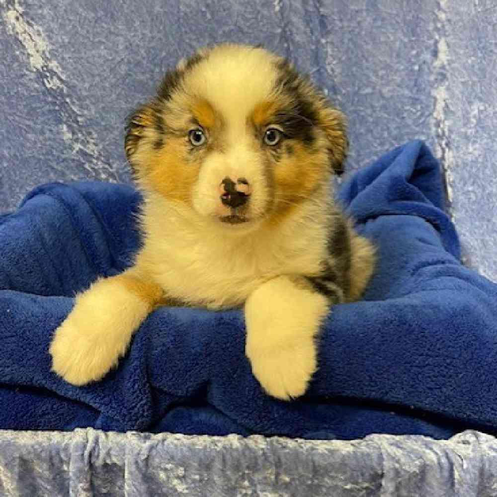 Miniature Australian Shepherd Puppy for sale Tullys Kennels