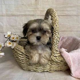 Havanese