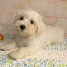 Maltese-Poodle