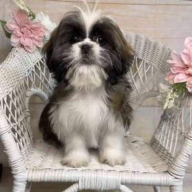 Shih Tzu/Pekingese/Poodle