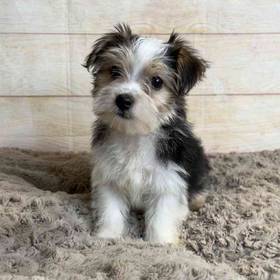 Yorkshire Terrier / Maltese