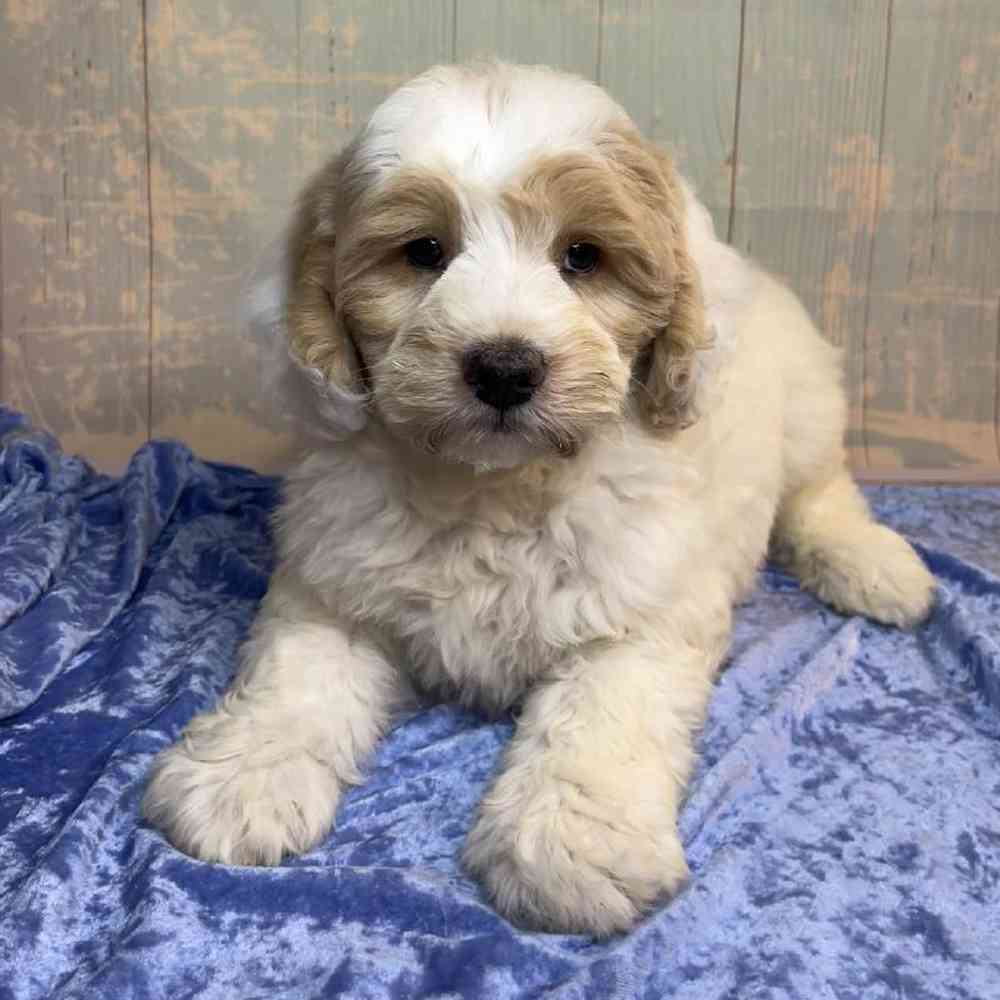 Image of a pet breed in the gallery