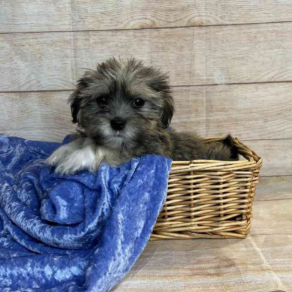 Male Havanese Puppy for Sale in OMAHA, NE