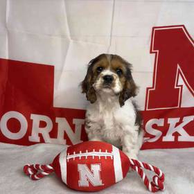 Cocker Spaniel