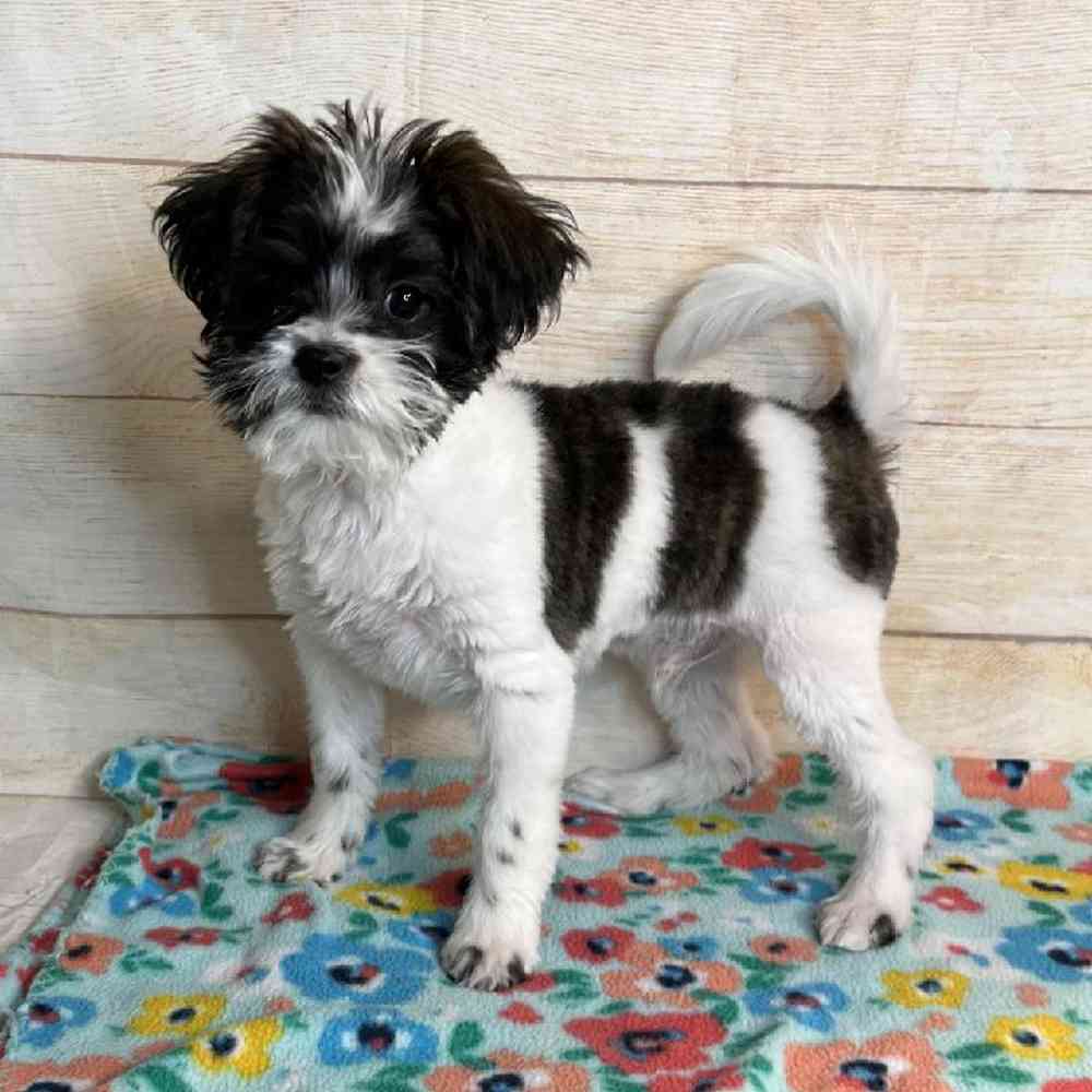 carousel pet images