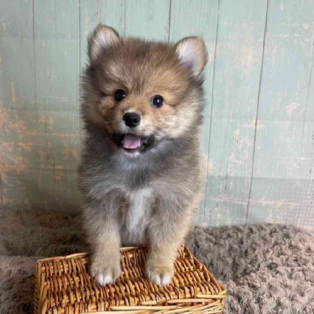 carousel pet images