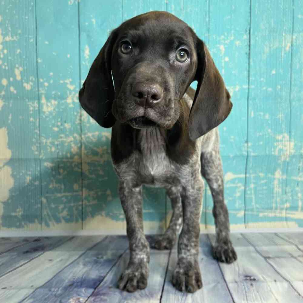 Image of a pet breed in the gallery