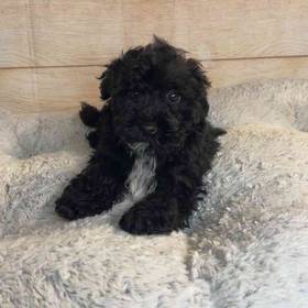 Yorkshire Terrier/Poodle