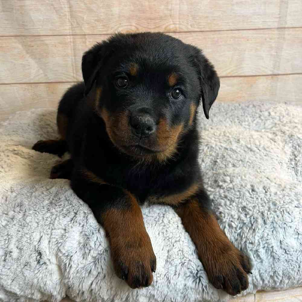 Female Rottweiler Puppy for Sale in OMAHA, NE