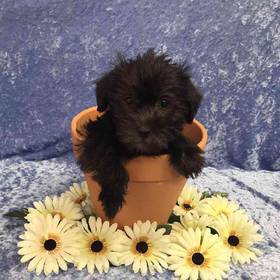 Mini Schnauzer/Shih tzu/Poodle