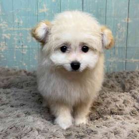 Pomeranian/Poodle