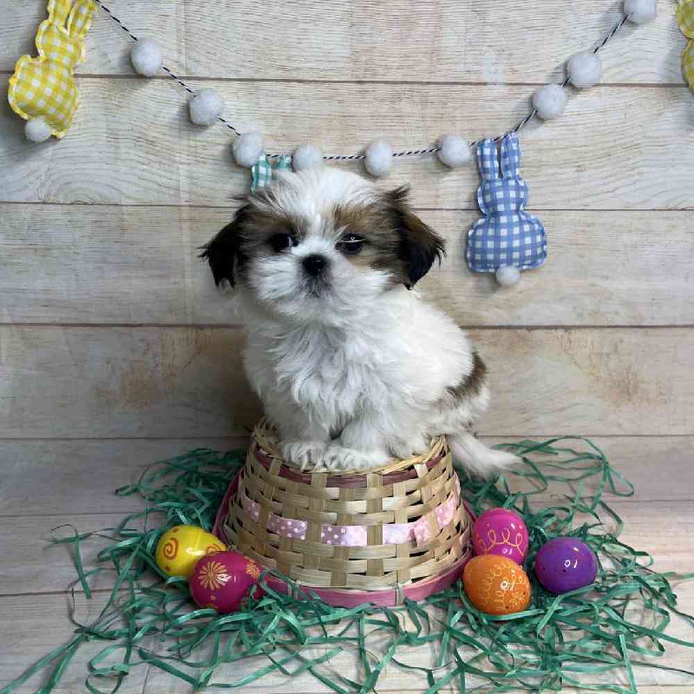 carousel pet images