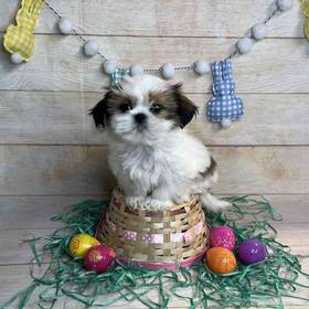Shih Tzu/Yorkshire Terrier