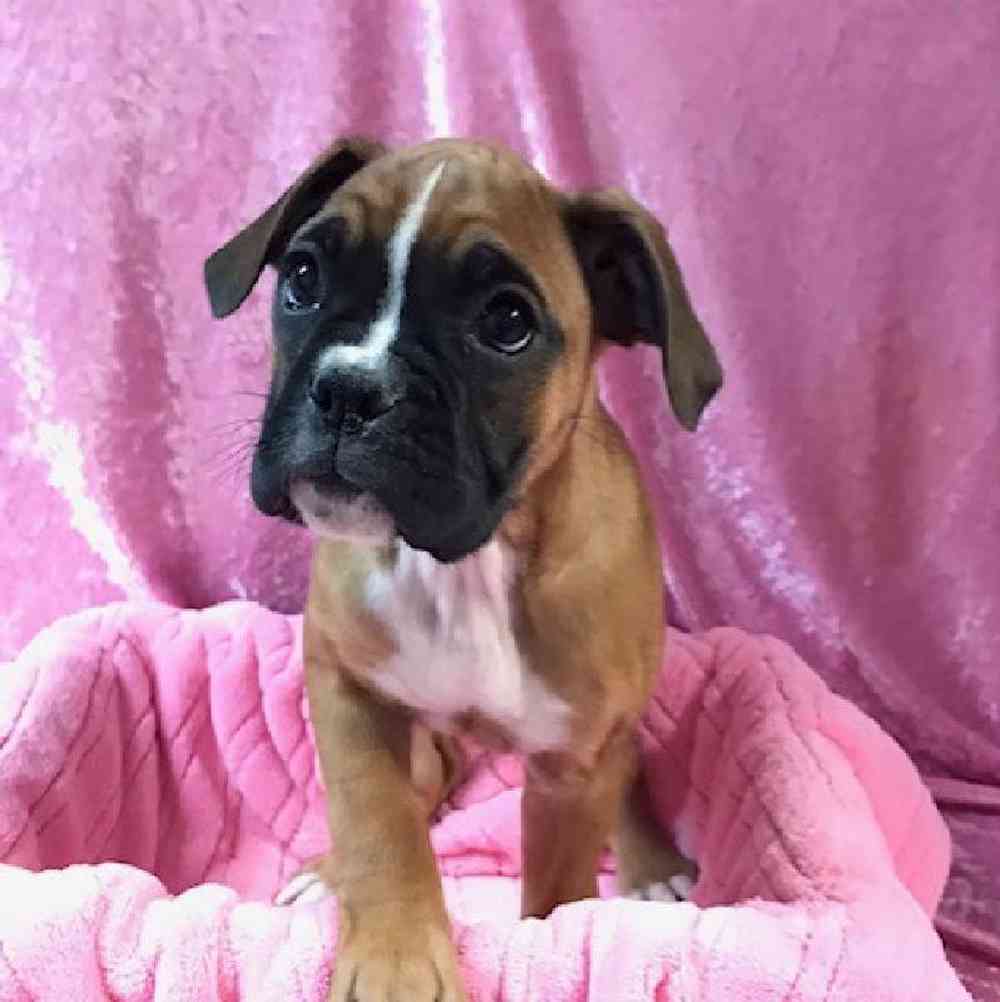 Female Boxer Puppy for sale