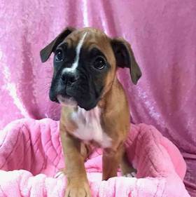 Boxer