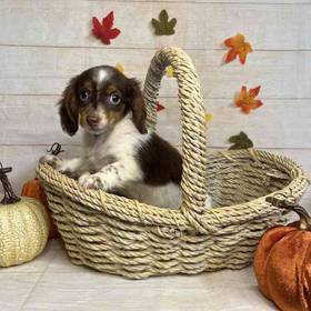 Dachshund
