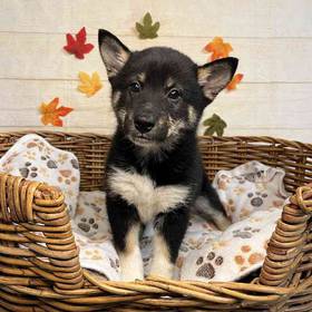 Shiba Inu