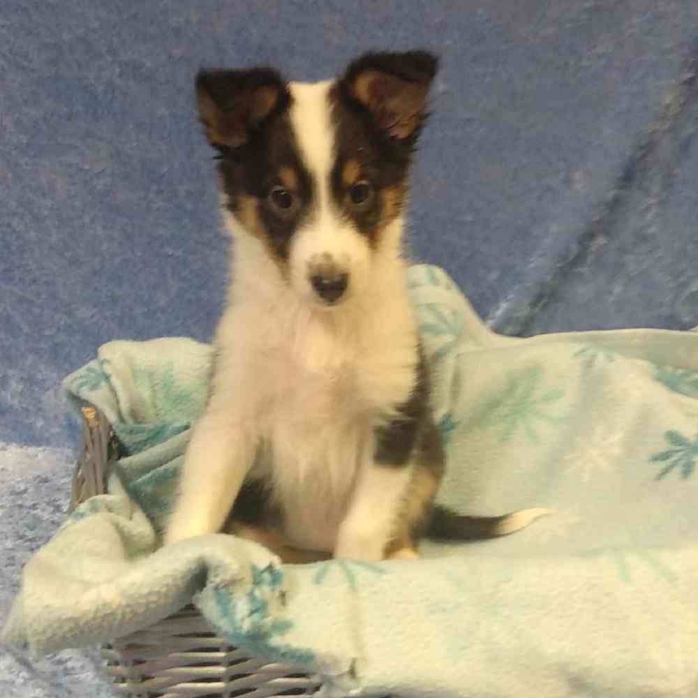 Rough Collie Dog Mini Sheltie Dog Collie Puppies Rough Collie And Sheltie  Rough Alfenloch Collies, image size:1000x1000