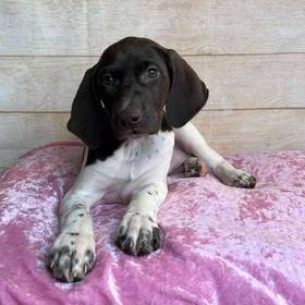 German Shorthaired Pointer