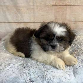 Shih Tzu