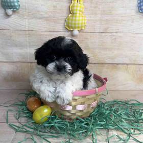ShihTzu/Poodle