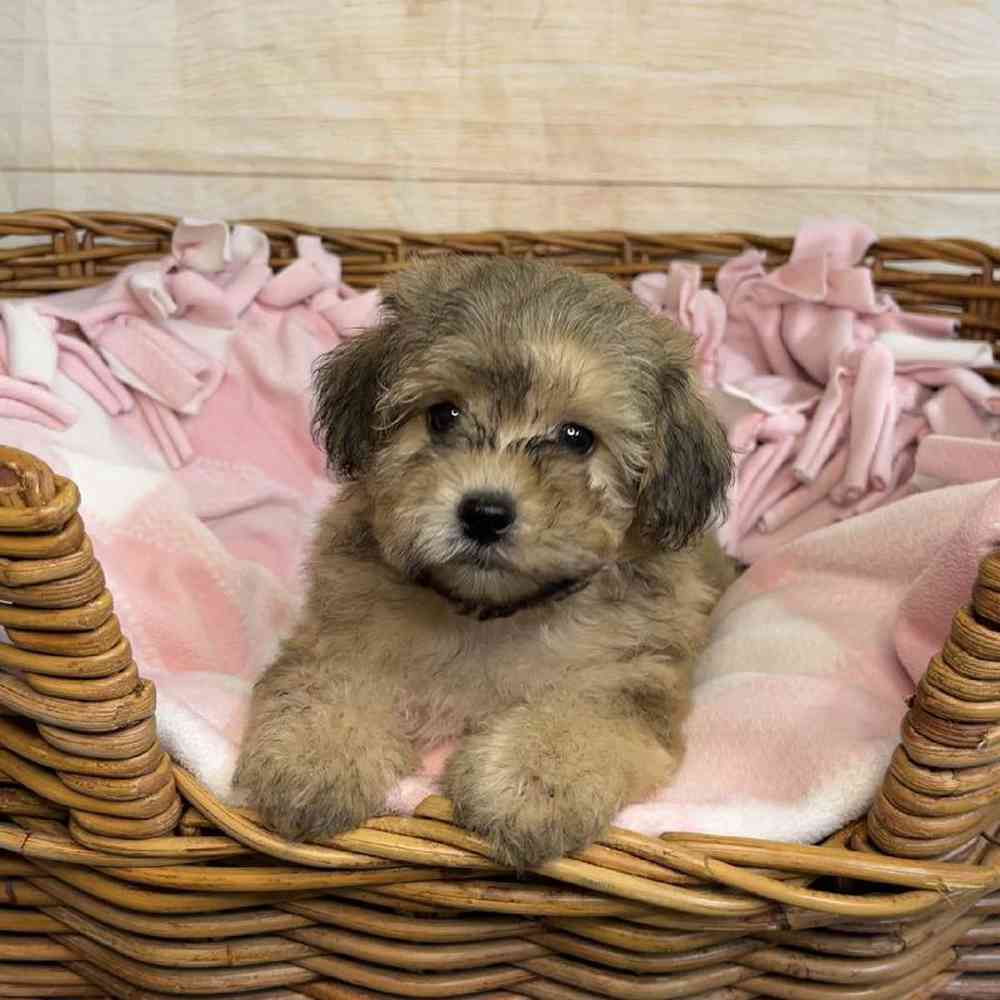 Image of a pet breed in the gallery