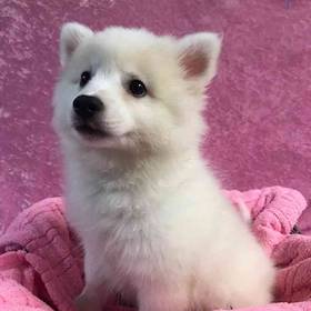 American Eskimo