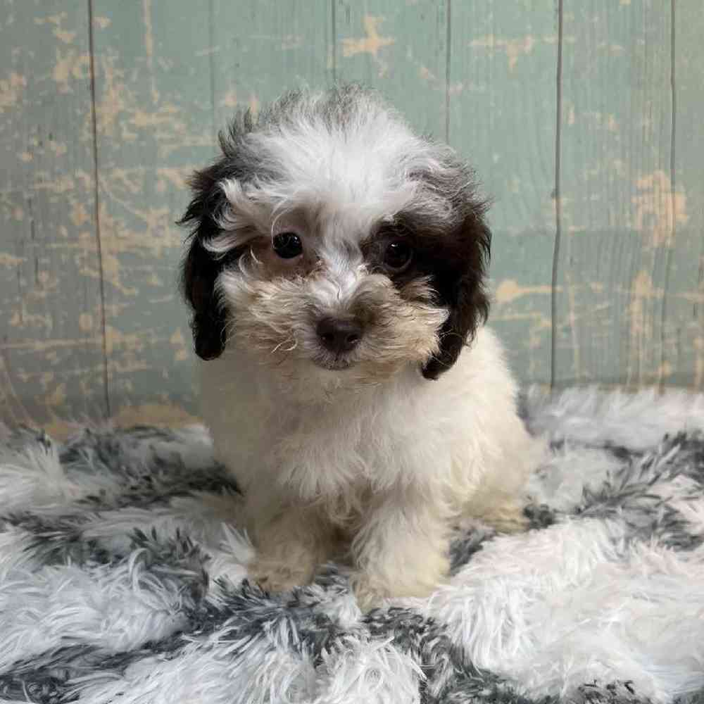 carousel pet images