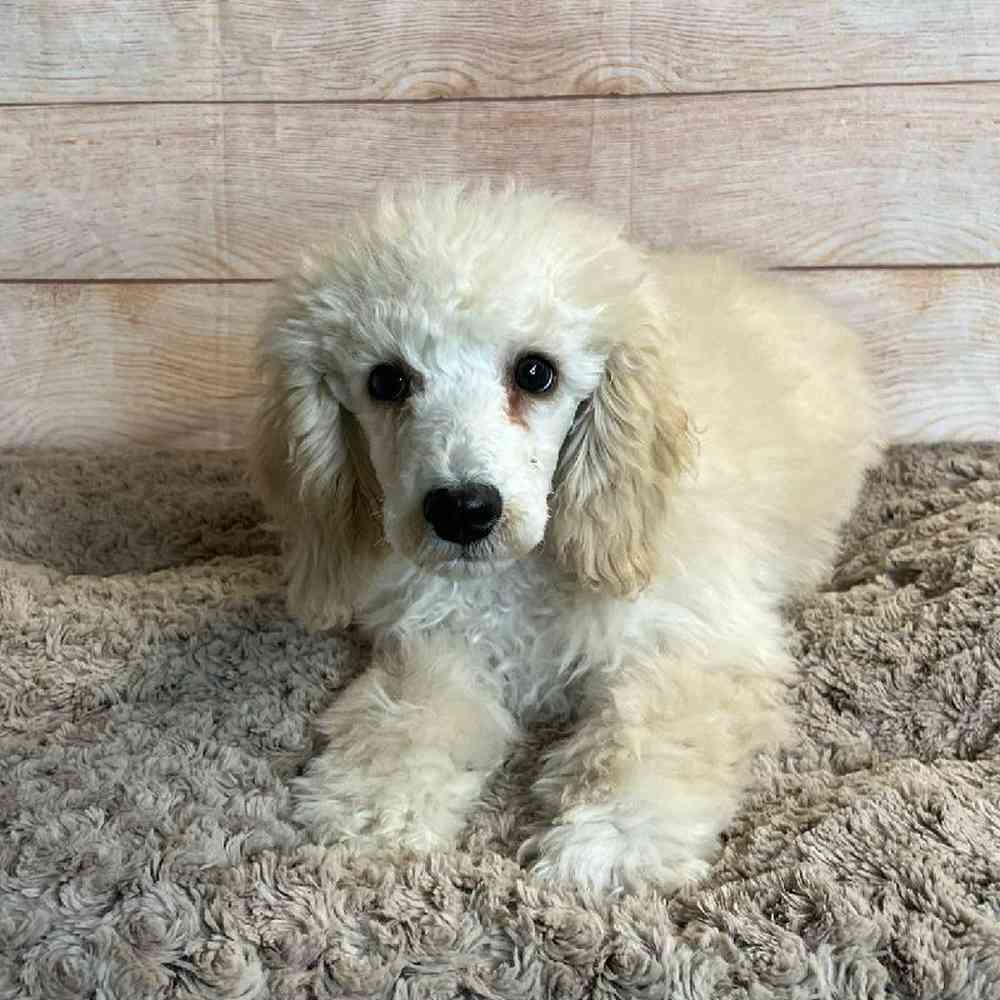 Male Poodle Puppy for Sale in OMAHA, NE