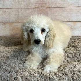 Poodle
