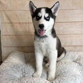 Siberian Husky