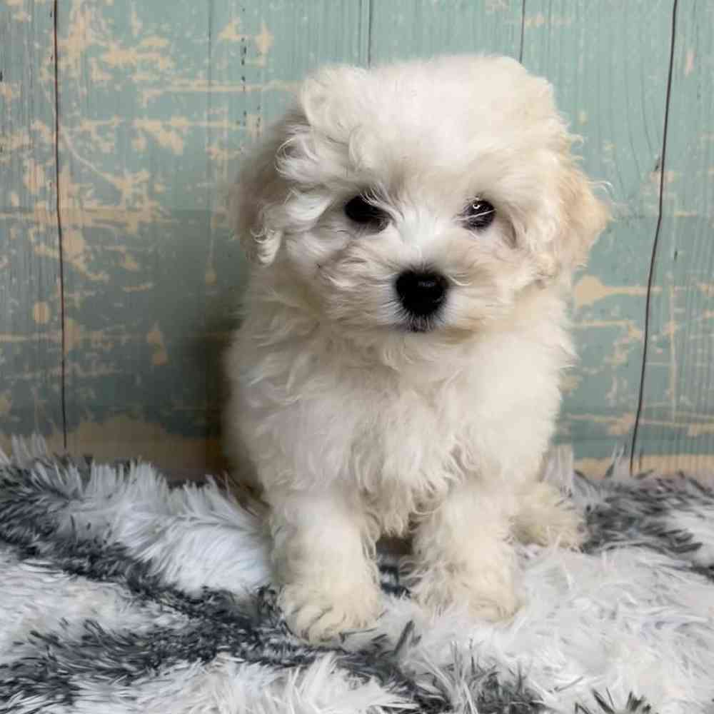 Image of a pet breed in the gallery