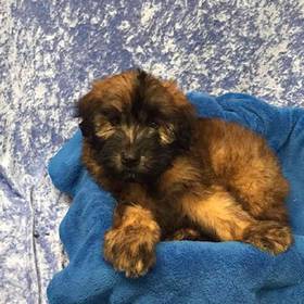 Soft Coated Wheaten Terrier