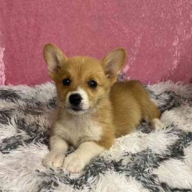 Pembroke Welsh Corgi