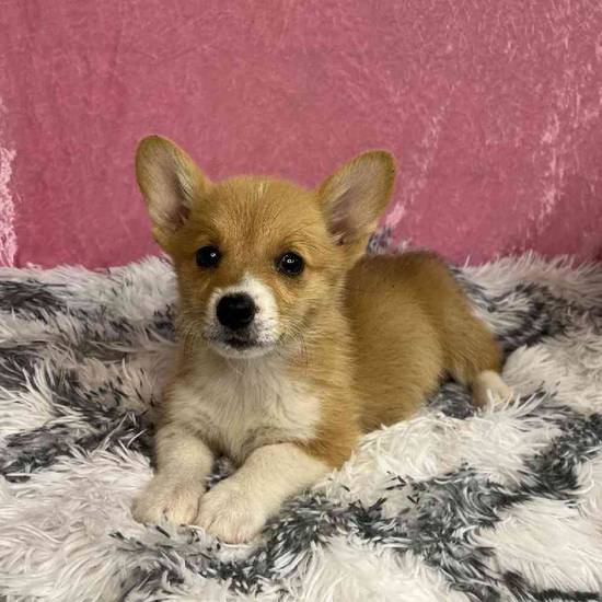 Winnie