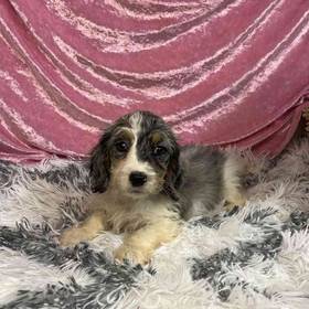 Dachshund/Poodle