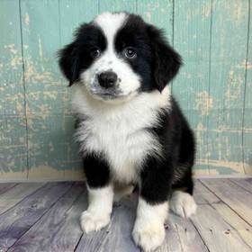 Miniature Australian Shepherd
