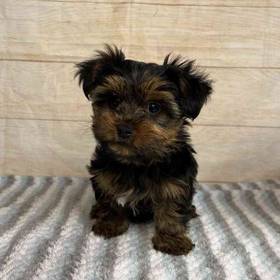 Yorkshire Terrier