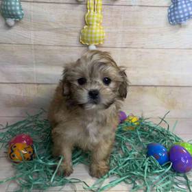 ShihTzu/Poodle