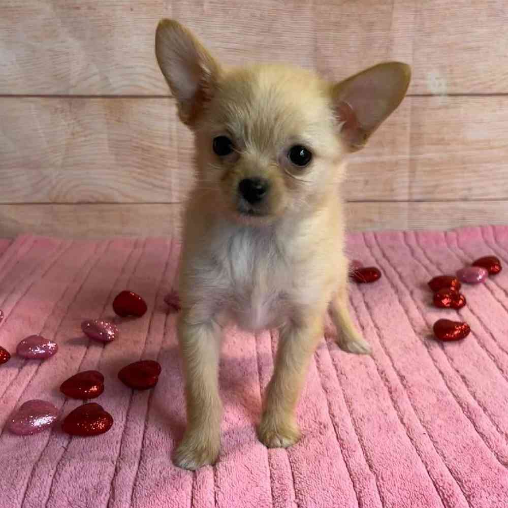 Female Pomeranian Mix Puppy for Sale in OMAHA, NE
