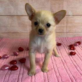 Pomeranian Mix
